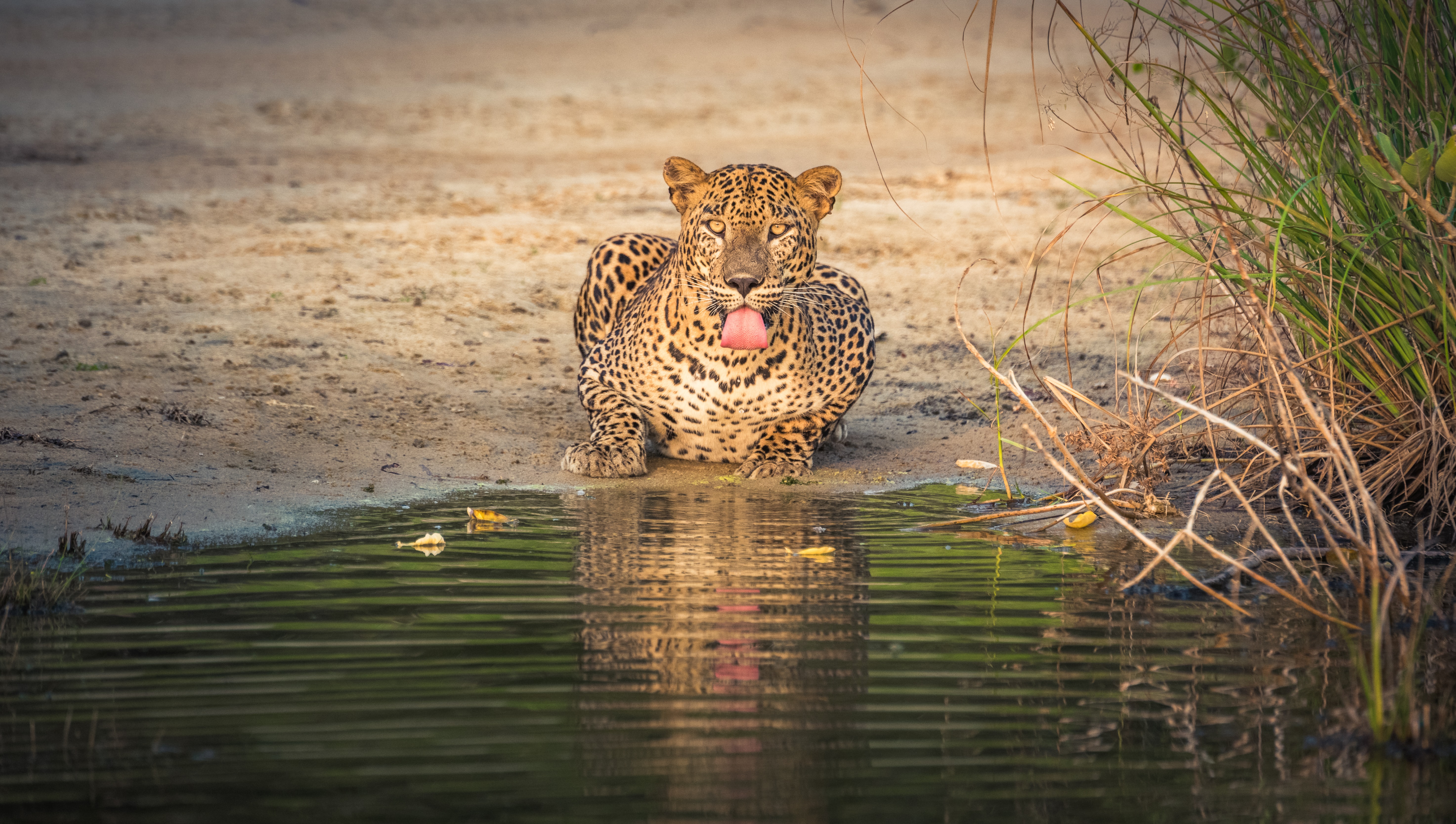 Wilpattu